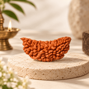 Shree Jap 1 Mukhi Rudraksha