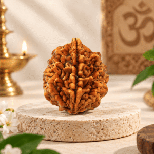Shree Jap 2 Mukhi Rudraksha